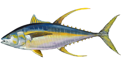 yellow fin tuna