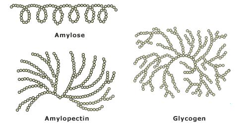 polysaccharides-structure