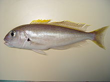 tilefish