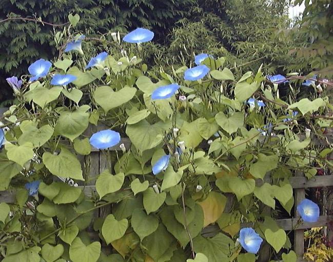ANNUAL CLIMBER morning glory